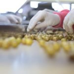 350 gr Pet Çizik Yeşil Zeytin (XS)